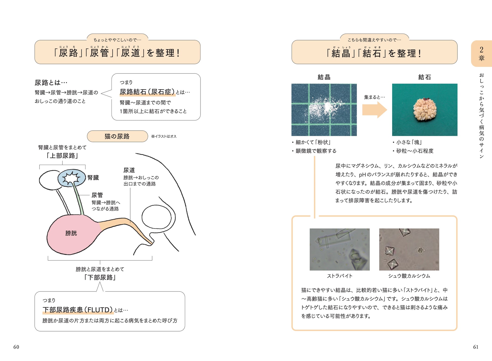 猫の尿路・尿管・尿道について整理&解説!